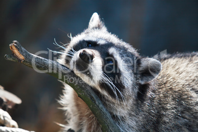 Racoon Portrait