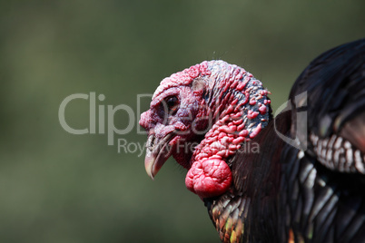 Turkey Portrait