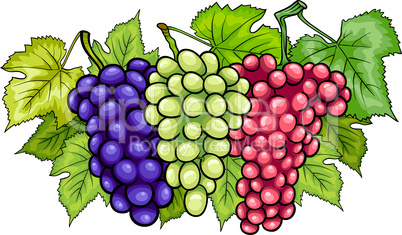 bunches of grapes cartoon illustration