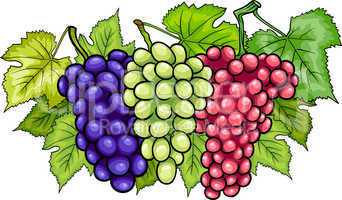 bunches of grapes cartoon illustration