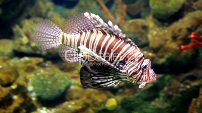Lionfish (Pterois mombasae) in a Barcelona aquarium