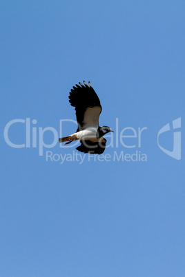 Northern Lapwing