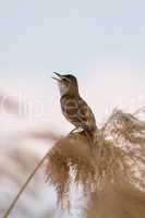 Great Reed Warbler