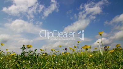 Beautiful wild flowers  in the wind