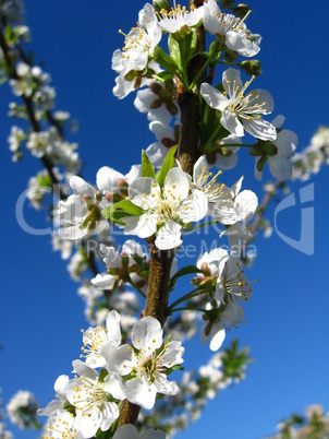 branch of blossoming cherry branch of blossoming cherry
