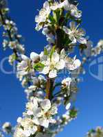 branch of blossoming cherry