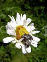 beautiful white chamomile and little beetle
