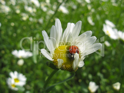 two ladybirds on the chamomile