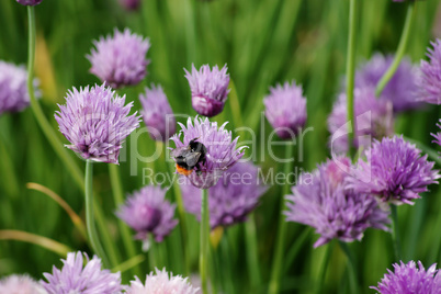 Hummel und Schnittlauch