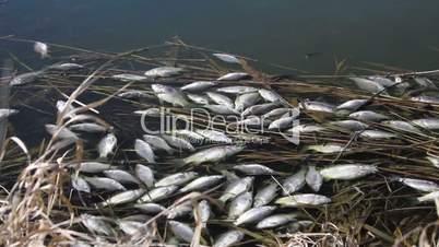dead fish on the surface of a water