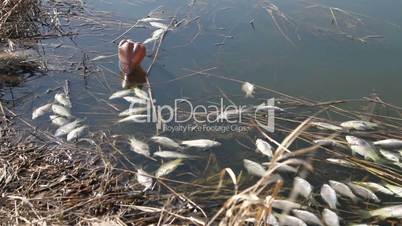 dead fish in the lake