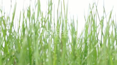 green grass in defocus