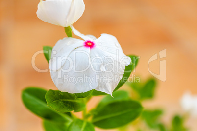 Vinca Flower