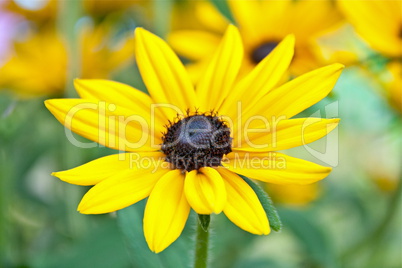 Yellow Flower