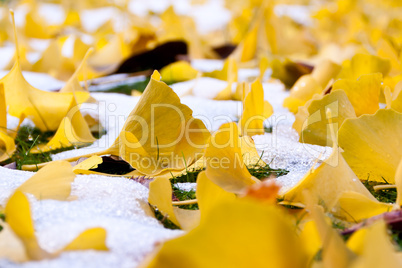 Ginkoblätter auf Schnee