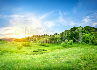 Field near and forest