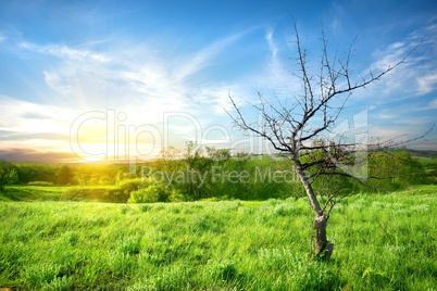 Dry tree  on a meadow