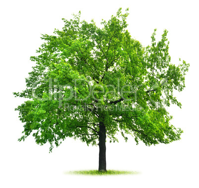 Big green oak