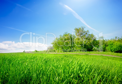 Grass in field