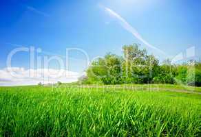 Grass in field