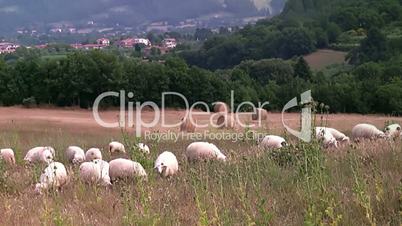 Rural landscape. Tuscany