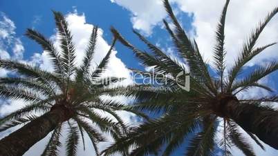 Two palm trees and sky with clouds