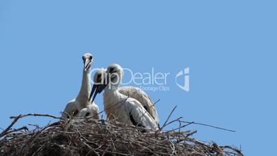 Young storks