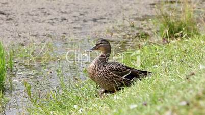 Wild duck with ducklings resting