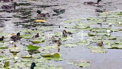 Ducks  searching for food in a pond