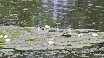moorhen chicks searching for food