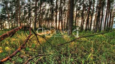 Pine forest with the last of the sun shining through the trees. HDR HD Video
