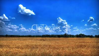 Time-Lapse: White Clouds Flying On Blue Sky Over Yellow Field