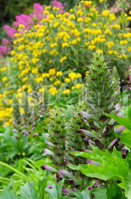 Acanthus mollis 08