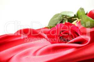 Red rose on satin background