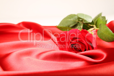 Red rose on satin background