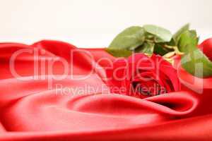 Red rose on satin background