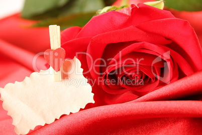 Red rose on satin background