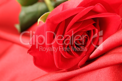 Red rose on satin background