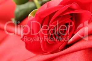 Red rose on satin background