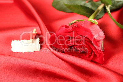 Red rose on satin background