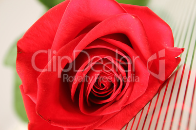 Red rose