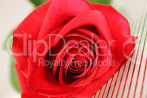 Red rose