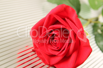 Red rose