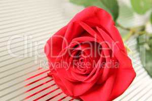 Red rose