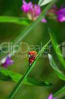 Marienkäfer bei der Paarung in der Natur mit lila Blüten