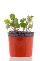 Nasturtium leafs in pot