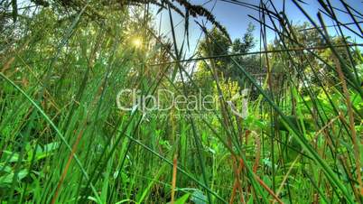 Insects In The Morning Grass. HDR Timelapse