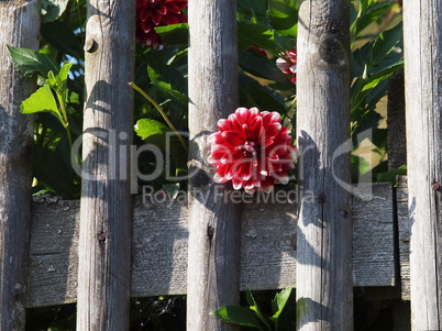 Dahlienblüte am Zaun / Dahlia flower on the fence