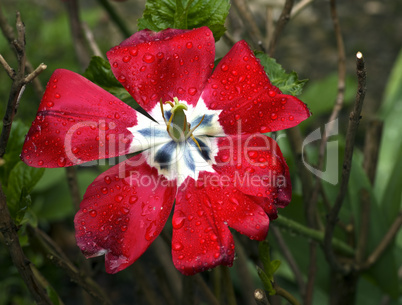 rote Tulpe