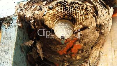 Wasp in Nest